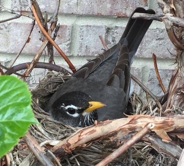 American robin incubating eggs on the nest.