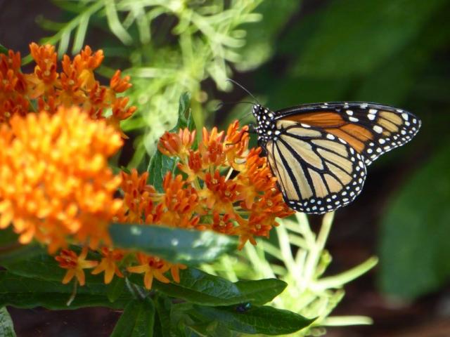Monarch Butterfly Nectaring in Lilacs