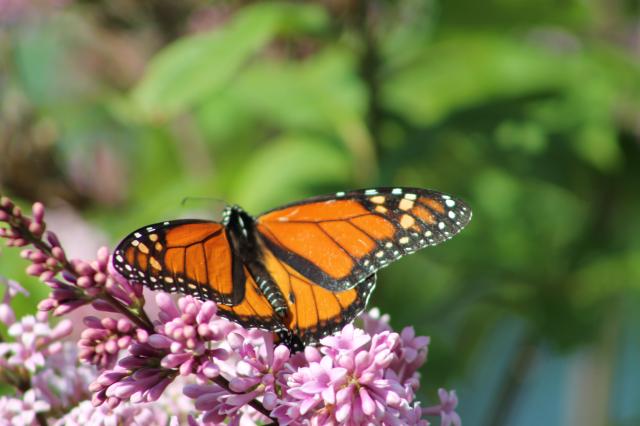 Monarch Butterfly Nectaring Lilac Blossoms