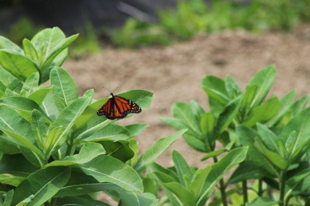Monarch Butterfly Annual Cycle in your region