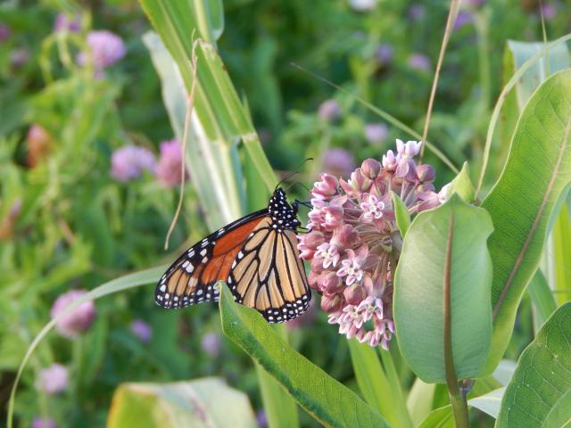Monarch Butterfly Nectaring Intensely