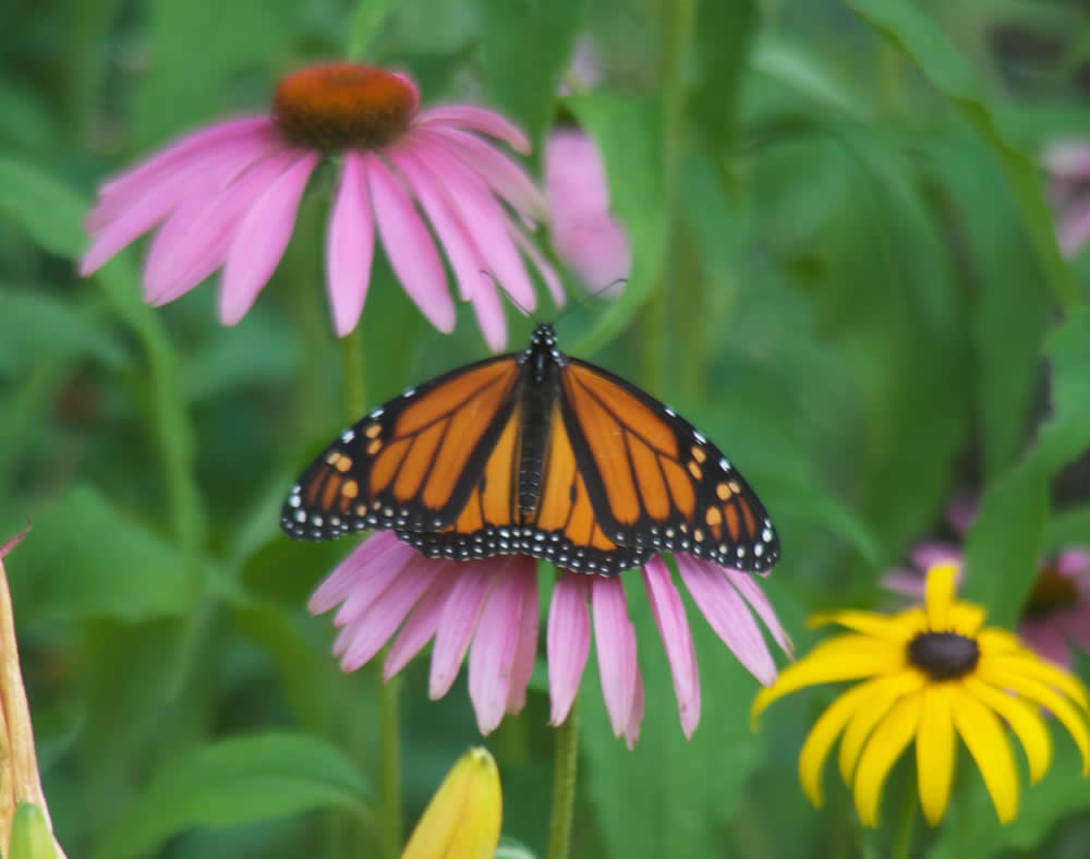 Journey North | Monarch butterfly