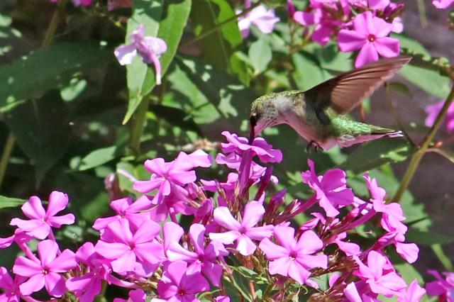 Journey North | Hummingbird