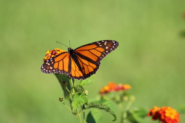 Hurricane and Monarch Migration