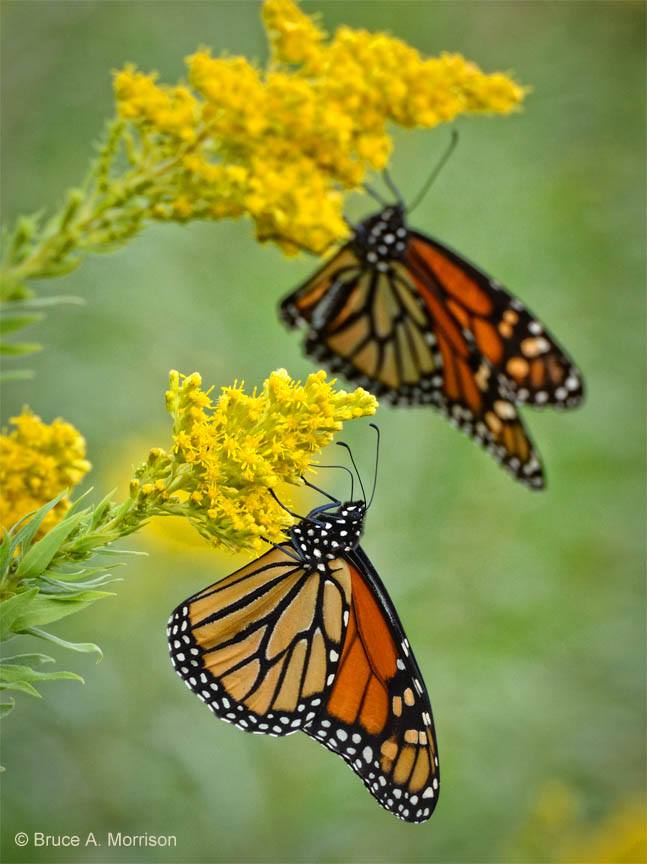 Monarch refueling on the Iowa prairie by Bruce Morrison