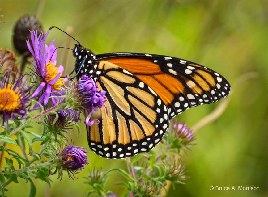 Monarch refueling on the Iowa prairie by Bruce Morrison