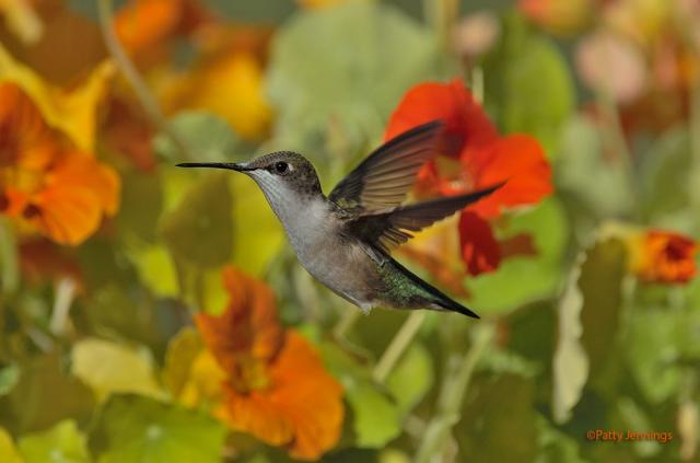 Journey North | Hummingbird
